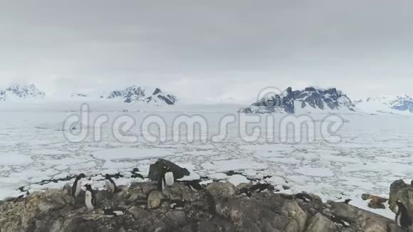 南极洲企鹅岩石海岸鸟瞰图视频的预览图