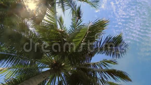 蓝天下的椰子树视频的预览图