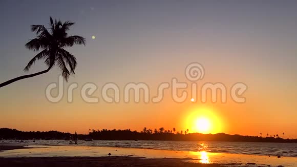 巴西海滩上有棕榈树的金色日落视频的预览图