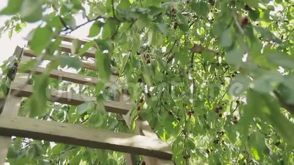 花园里的木制楼梯靠近一棵成熟的红樱桃树视频的预览图