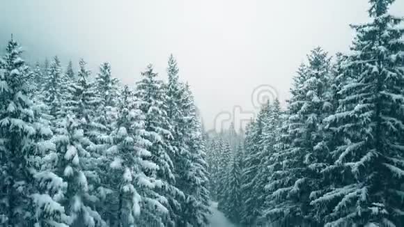 在白雪皑皑的冬林中徒步旅行的情侣鸟瞰视频的预览图