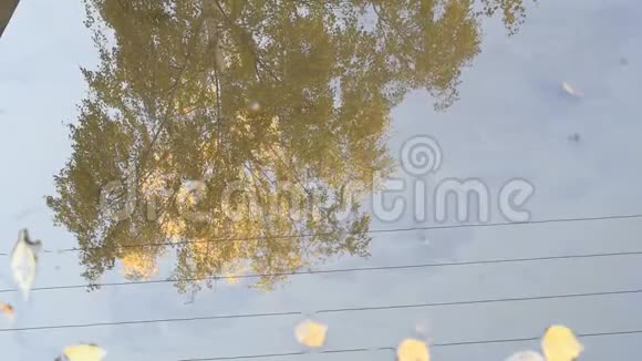 秋风和煦树叶浮在水坑里视频的预览图