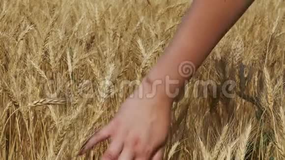 女人手在田里的小麦小穗里移动慢动作视频的预览图