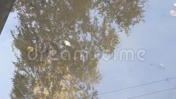 秋风和煦树叶浮在水坑里视频的预览图