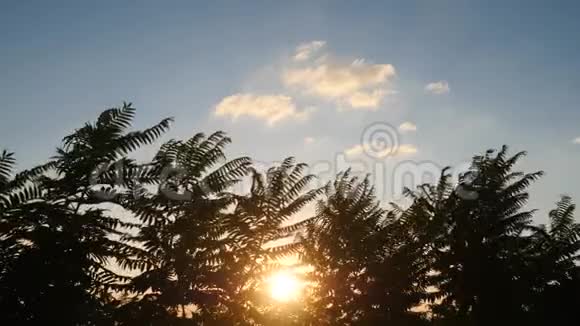 慢动作的热带棕榈树剪影日落视频的预览图