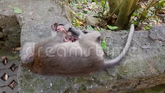 一只猴子和她的幼崽玩小猴子在妈妈身边爬行视频的预览图