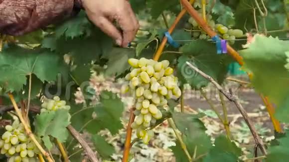 一堆白葡萄被切了视频的预览图