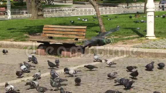 伊斯坦布尔市地板上的鸽子视频的预览图