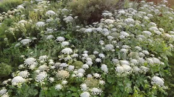 触手盛开有毒的多年生草本植物空中景观视频的预览图