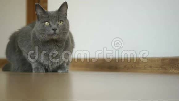 一只毛茸茸的灰色猫爪的特写坐在一个镶木地板的房间里猫爬起来离开视频的预览图