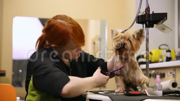 一个穿着特殊衣服的女人专业的美容师用剪刀在爪子上剪约克郡的毛视频的预览图