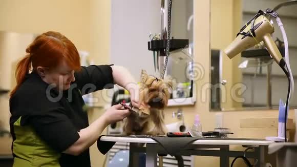 一个穿着特殊衣服的女人专业的美容师用剪刀在爪子上剪约克郡的毛视频的预览图