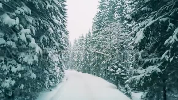 在雪地里的一条森林路径的低空空中拍摄视频的预览图