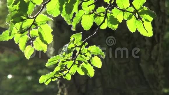 树叶在风中摇曳视频的预览图