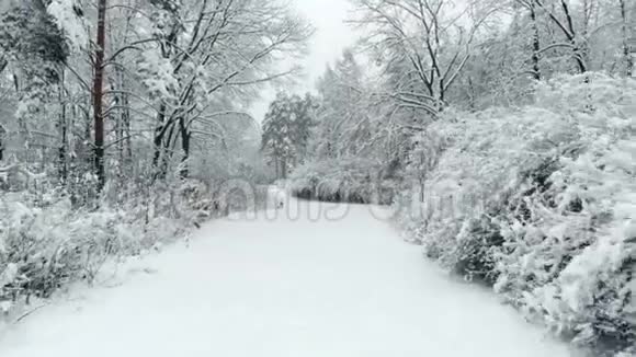 冬季公园雪覆盖树木之间的鸟瞰图视频的预览图