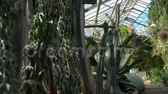植物园里有很多仙人掌视频的预览图