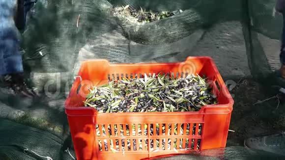 农民把橄榄从收获网倒入塑料盒橄榄油生产秋季采收Taggiasca品种LiguriaI型视频的预览图