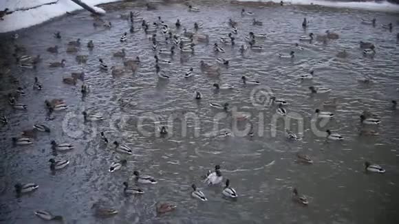 在城市公园寒冷的冰冻湖上的大型迁徙鸭子群动作缓慢视频的预览图