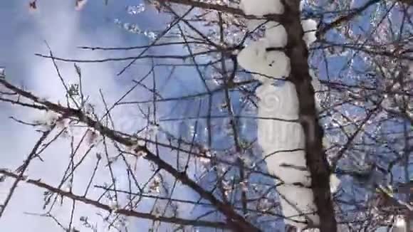 春花树上的雪花视频视频的预览图