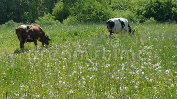 两头牛在绿色的草地上放牧视频的预览图