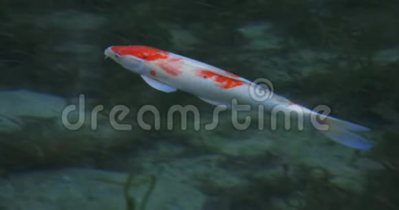 日本岐阜美丽的绿色池塘里的游泳鲤鱼追踪射击视频的预览图