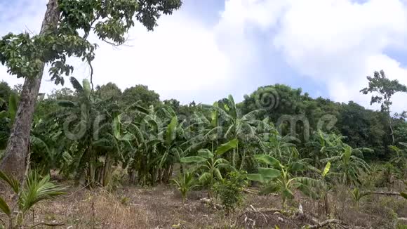 香蕉树热带景观视频的预览图