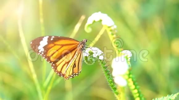 慢动作蝴蝶在花园中捕捉花瓣花视频的预览图