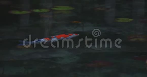 日本岐阜美丽的绿色池塘里的游泳鲤鱼追踪射击视频的预览图