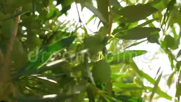 有绿色橄榄枝阳光明媚视频的预览图