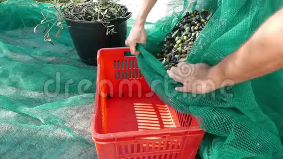 农民把橄榄从收获网倒入塑料盒橄榄油生产秋季采收Taggiasca品种LiguriaI型视频的预览图