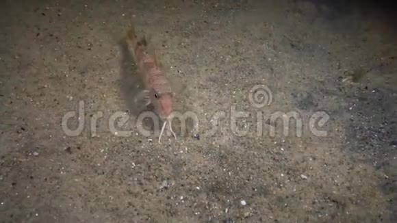 海鱼红色骡子位于海底视频的预览图