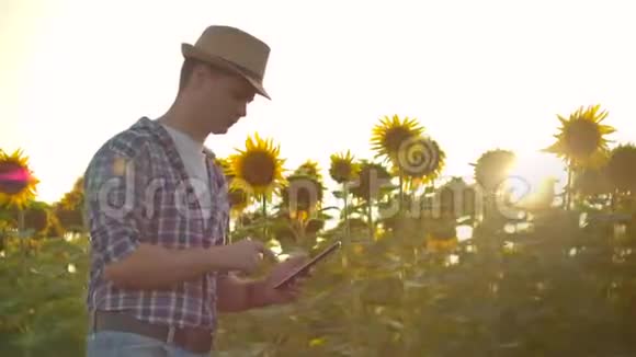 一位年轻的农民在大自然日落时在向日葵田上刻着一块碑视频的预览图