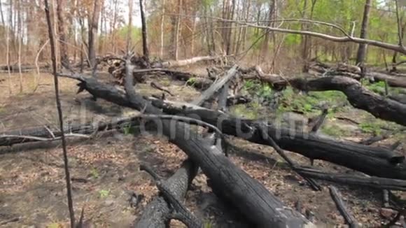 烧焦的树干视频的预览图