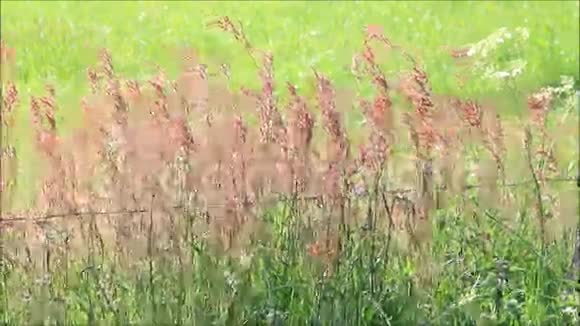 野草在风中飘扬视频的预览图