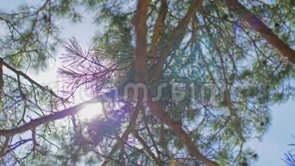 夏天阳光透过一棵树的叶子闪闪发光太阳冲破松树视频的预览图