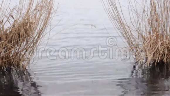 在河边芦苇和一只鸭子视频的预览图