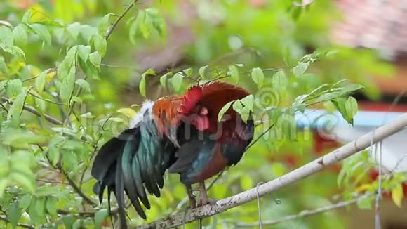 红肉鸟栖息在树枝上视频的预览图