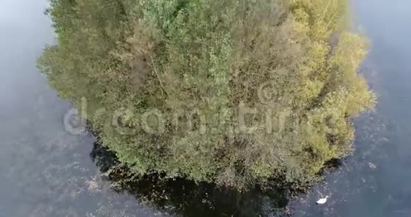 无人机飞行到一个茂密的森林岛屿在一个池塘与天鹅在它前面鸟瞰视频的预览图