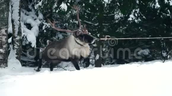 鹿在冬林中行走慢动作视频的预览图