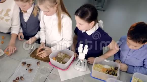 校幼儿在实验室准备实验的小组4K视频的预览图