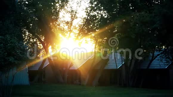 夏天阳光透过一棵树的叶子闪闪发光太阳冲破松树视频的预览图