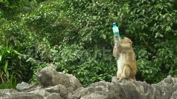 石头上的猴子从瓶子里喝水这只轻率的猴子从游客那里偷了一瓶一只猴子视频的预览图
