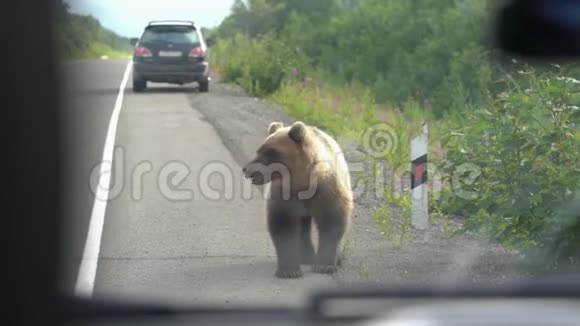 饥饿的棕熊走在一条路上向人们乞讨食物视频的预览图