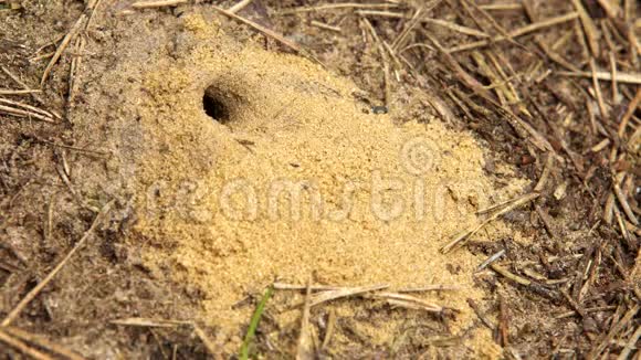 毛蜂毛蜂毛蜂从沙洞里钻出来视频的预览图