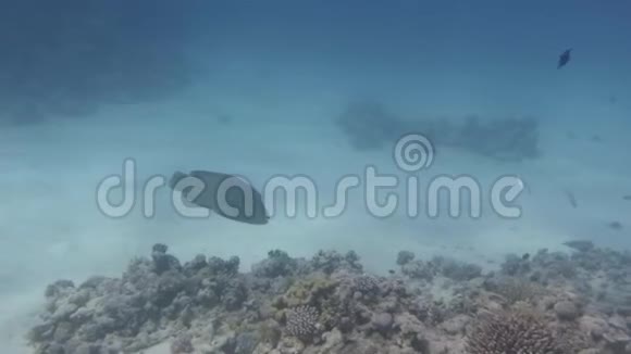 拿破仑鱼在珊瑚礁周围游泳视频的预览图