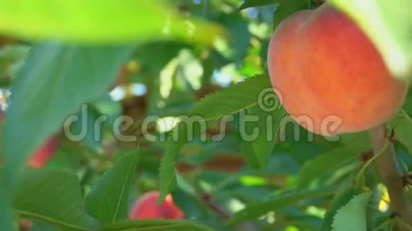挂在树枝上的桃子视频的预览图