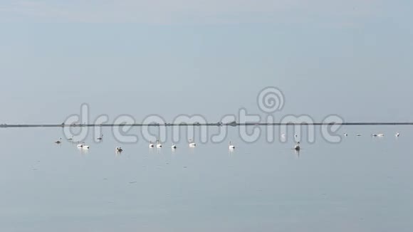 天鹅漂浮在海上视频的预览图