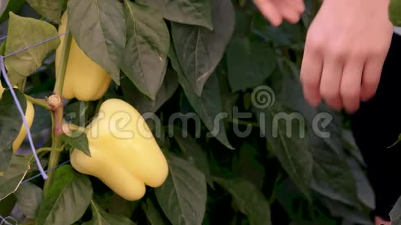 成熟的黄椒长在花园的灌木上视频的预览图