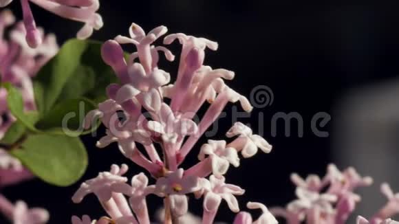粉红色丁香树化石2视频的预览图
