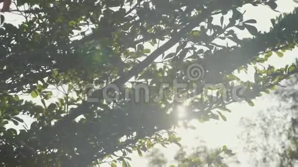 阳光透过绿树移动相机泄漏视频的预览图